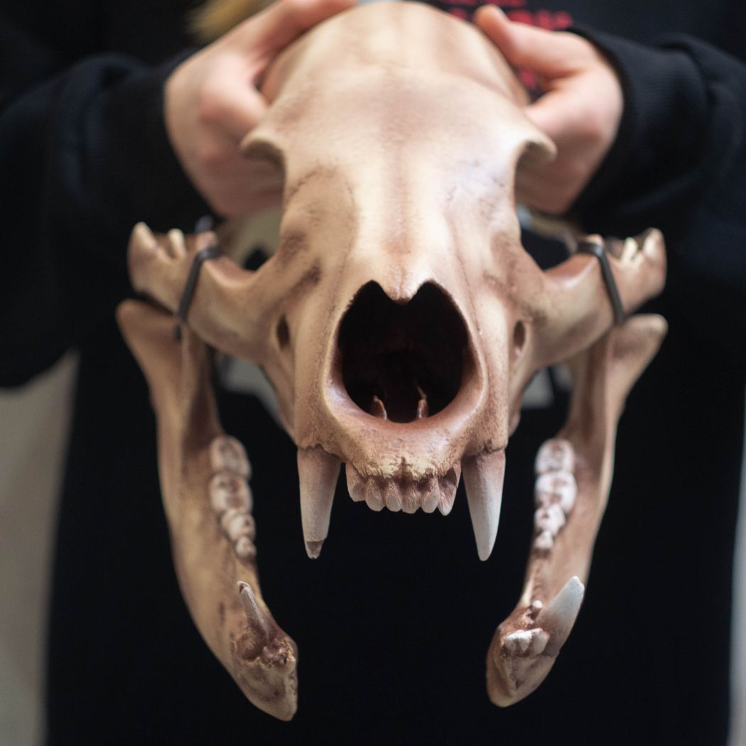 Realistic bear skull helmet mask wearable 3D scan cosplay prop