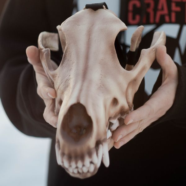 Realistic wolf skull mask wearable 3D printed cosplay helmet